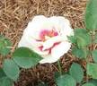 Eyeconic rose photo