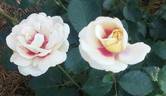 Eyeconic rose photo