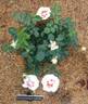 Eyeconic rose photo