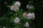 Annelies rose photo