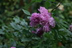 Vineyard Song rose photo