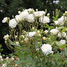 Lemon Rambler rose photo