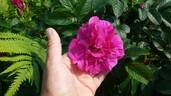 Magnifica rose photo