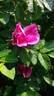 Magnifica rose photo