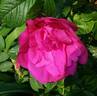 Magnifica rose photo
