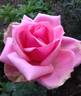 Table Mountain rose photo