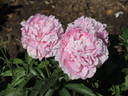 Ensign Moriarty peony photo