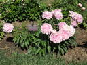Ensign Moriarty peony photo