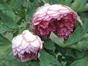 Flambeau peony photo