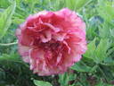Flambeau peony photo