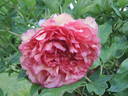 Flambeau peony photo