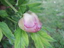 Flambeau peony photo