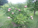 Flambeau peony photo