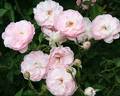 Mermaid of Zennor rose photo