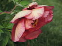 Gauguin peony photo