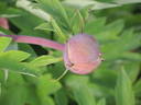 Gauguin peony photo