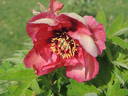 Gauguin peony photo