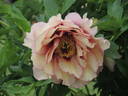 Argonaut peony photo