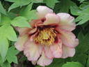 Argonaut peony photo