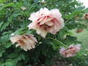 Argonaut peony photo