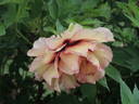 Argonaut peony photo