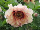 Argonaut peony photo