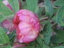 Madame Louis Henry peony photo