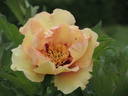 Angelet peony photo