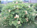 Angelet peony photo