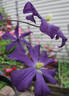 Galore clematis photo