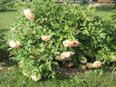 P. X lemoinei 'Chromatella' peony photo