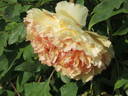 P. X lemoinei 'Chromatella' peony photo