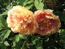 P. X lemoinei 'Chromatella' peony photo