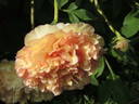 P. X lemoinei 'Chromatella' peony photo