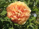 P. X lemoinei 'Chromatella' peony photo