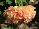 P. X lemoinei 'Chromatella' peony photo