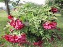 Black Panther peony photo