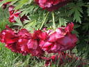 Black Panther peony photo