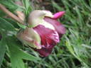 Black Panther peony photo