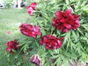 Black Panther peony photo