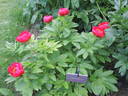 Red Signal peony photo