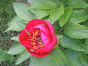 Red Signal peony photo