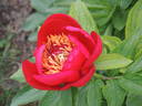 Red Signal peony photo