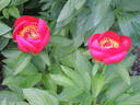 Red Signal peony photo