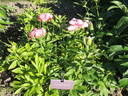 P. lactiflora 'Lovely Rose' peony photo
