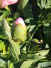 P. lactiflora 'Lovely Rose' peony photo
