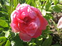 P. lactiflora 'Lovely Rose' peony photo