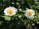 Requiem peony photo