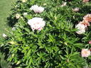 Cora Louise peony photo