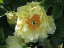 Yellow Heaven peony photo